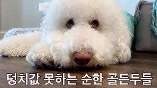 덩치만 큰 순둥이 골든두들 성격