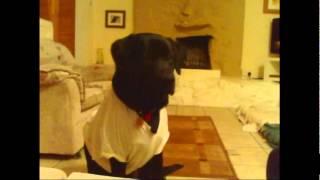 dog wearing a t-shirt