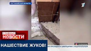 ЧЕРНЫЕ НАСЕКОМЫЕ ЗАПОЛОНИЛИ НЕСКОЛЬКО ГОРОДОВ В КОСТАНАЙСКОЙ ОБЛАСТИ