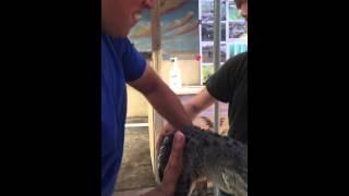 Gator Boys Holiday Park Airboat Tour (Part 12)