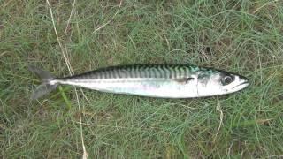 Mackerel fishing on the Great Orme, Llandudno, North Wales