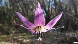 Algunas flores en febrero en la franja sur de la Montaña de León