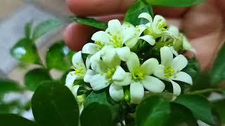 Gardening Tips & Tricks Your Maali Won't Tell You || How To Grow & Care All Plants||#gardening,#tips