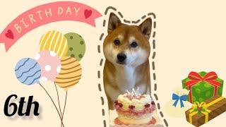 【柴犬呆萌】我六歲生日啦 狗狗食用蛋糕？最難搞壽星？