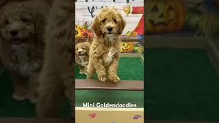 Brock and Gabe mini Goldendoodle Puppies #minigoldendoodles