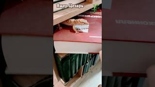 Ящер Цезарь снова в деле #шортс #видео #животные #эублефар #ящерица #приколы #а4 #хобби #respect