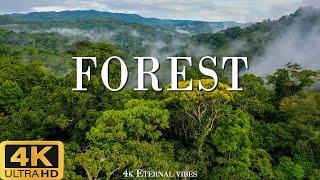 FOREST 4K (60fps) - Scenic Relaxation Film with Relaxing Piano Music - 4K Eternal Vibes