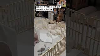 슬슬(비숑)성격 나오는 춘밤씨 (Chunbam with a Bichon personality)