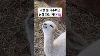 나랑 눈 마주치면 심쿵하는 거다 #알파카 #alpaca