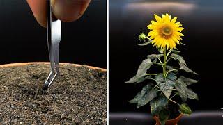 Growing Sunflower Time Lapse - Seed To Flower In 83 Days