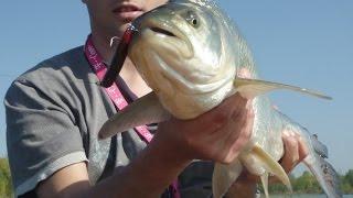 Površinski ribolov bolena - Sava 2014 (Topwater fishing for asp - Sava river 2014) HD