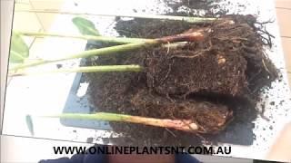 How to propagate and divide your Heliconia plants