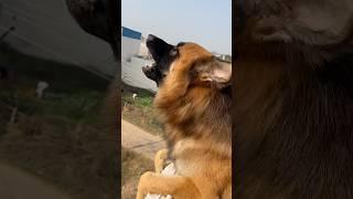 Sheru In Aggressive Mood#shorts #germanshepherd #barking