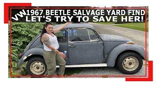 1967 VW Beetle Salvage Yard Find - Did we buy it? - Junkyard Find - VW Classic Beetle Restoration