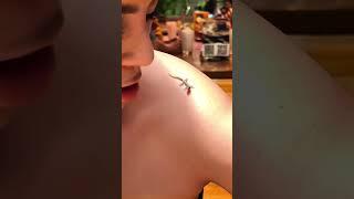 Chamaeleon