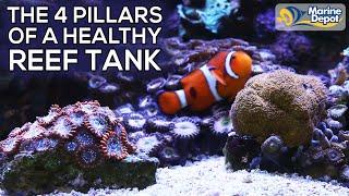 TOP 4 TIPS for a Healthy Saltwater Reef Tank Aquarium | Color Up Your Corals with Marine Depot