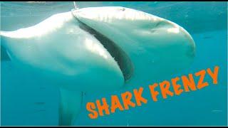 SHARK FRENZY, Redfish and Tuna in Grande Isle PART 1 - Peter Miller Fishing