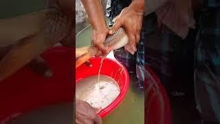 Rohu Fish agg Breeding System