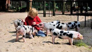 Prachtig voor het hele gezin en net over de grens: Dierentuin Nordhorn | Geheim over de grens