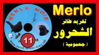 شحرور (جحمومية)CHANT DE MERLE NOIR (CD)