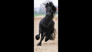 Julius ster,Friesian Horses  for sale https://www.blacksterlingfriesians.com questions? 415-272-2112