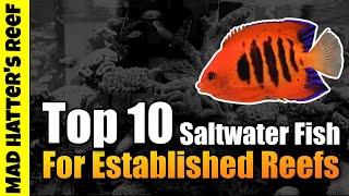 Top 10 Saltwater Fish For an Established Reef Tank