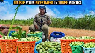 Okra Farming Explained | How She DOUBLES her INVESTMENT every THREE MONTHS - DETAILED GUIDE! #okra