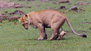 Amazing Lion Giving Birth To Four Cubs In The Wild | Baby Lion So Cute