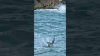 Crazy Osprey crashes into the ocean. Will it come up with a fish? #bird #birds #ospreys