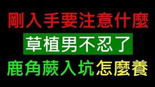 草植男不忍了入坑鹿角蕨怎麼養【新手要注意什麼】白同學園藝植物討論時間