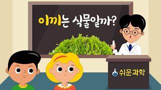 [쉬운과학] 이끼는 식물일까요? - 이끼 탐구하기