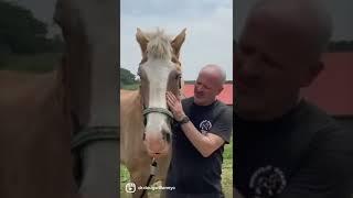 "GOT IT!" HORSE CRACK COMPILATION  Animal Chiropractor