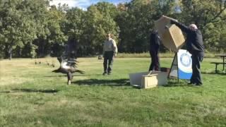 Wildlife Haven Rehabilitation Centre - Bald Eagle Release