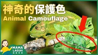 All about Animal Camouflage 驚人的偽裝: 小動物哪去了？【動物保護色】 | Animal Science for Kids in Chinese 動物科普短片