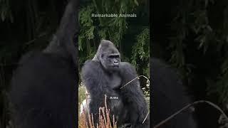 Gorilla Strength Compared to Human