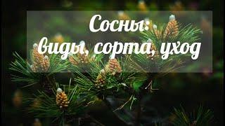 Сосны - виды, сорта, уход, посадка