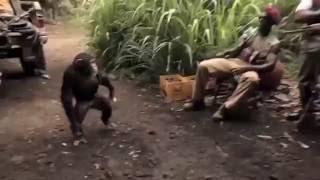 MONKEY ATTACK HUMANS!!! IN AFRICA