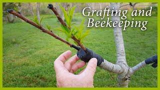 Fruit Tree Grafting and Beekeeping Updates: Good News!