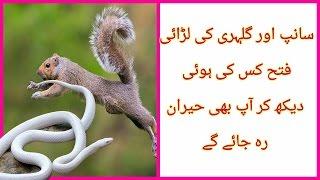 Fight of Snake vs Squirrel سانپ اور گلہری کے درمیان لڑائی