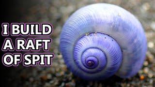 Purple Sea Snail facts: the "bubble raft" snail | Animal Fact Files