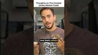 My Thoughts on the Crested Gecko Market Now. Full video on our channel #crestedgecko #gecko