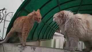 Pet cat vs stray cat 2nd episode/cats fight over territory/watch with sound