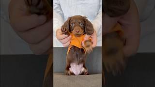 Dancing DACHSHUNDS Shuffle! #minidachshund #puppy #dance #dachshund #funny #cutepuppy #funnydog #dog