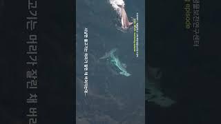왜 그런지 궁금하긴 해~ 돌고래야 ^^ #남방큰돌고래 #돌고래 #고래 #다큐제주 #dolphin #wildlife #animal