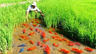 a lot of beautiful fish at rice field, Finding color fish for raising and blue many fish