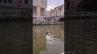 By boat on the Lys River | Ghent.