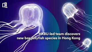 HKBU discovers new species of jellyfish in Hong Kong