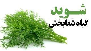 شوید گیاه شفابخش