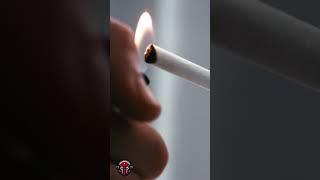 ¿Cómo se HACE el TABACO?  Cosecha de Tabaco y Producción de CIGARROS