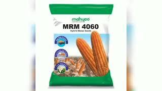 makkasolam Nk 6668 Nk 6802 Mahyco 4060 #farming #vivasayam #vivasayi #tnfarmers @NAAMUZHAVAN